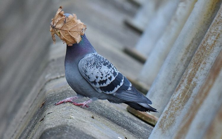 Incredibly Funny Photos of Birds