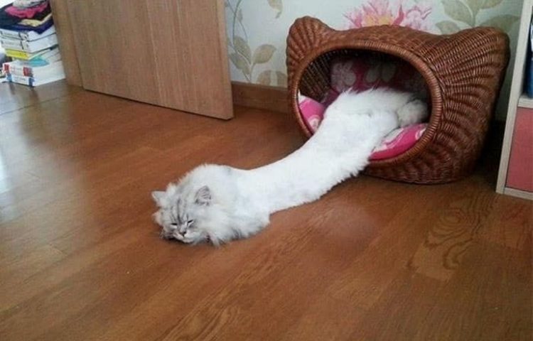 funny cat