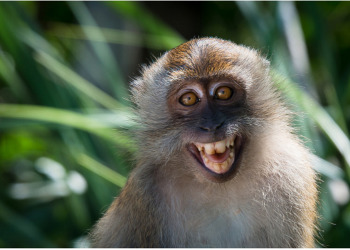 100+ животных, которые более фотогеничны, чем вы